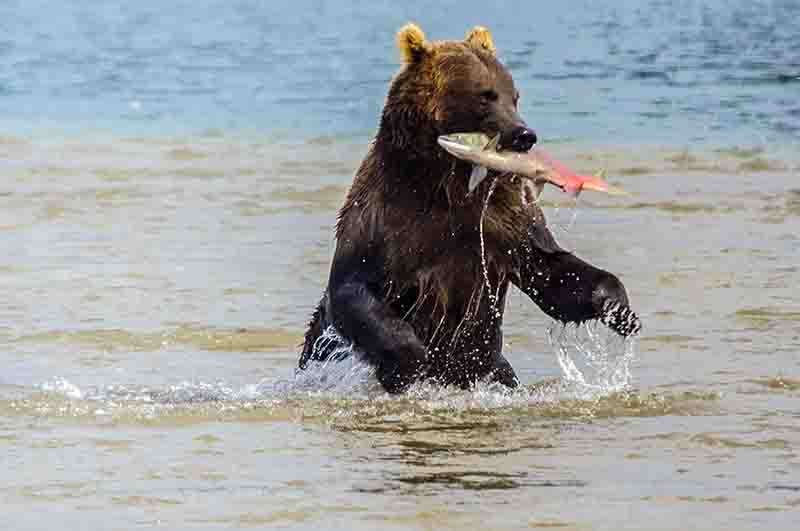 Oso Pardo - Kamchatka - Rusia 40.jpg